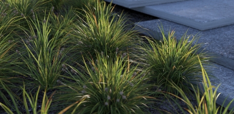 REAL SHRUBS is a realistic 3D shrub library for architectural visualization in Rhino 5 with v-ray. The library includes 100 3D models in 10 species. REAL SHRUBS is a realistic 3D shrub library for architectural visualization in Rhino 5 with v-ray. The library includes 100 3D models in 10 species.