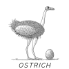 Ostrich | Food4Rhino