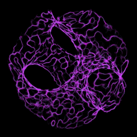 Nuclei is an interactive 2D & 3D Slime Mold simulation engine.