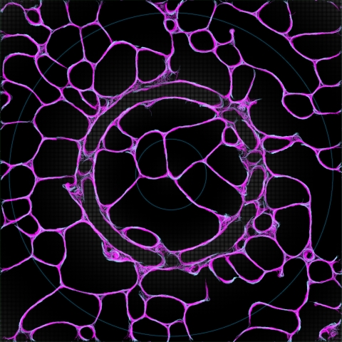 Nuclei is an interactive 2D & 3D Slime Mold simulation engine.