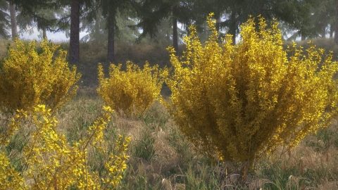REAL SHRUBS is a realistic 3D shrub library for architectural visualization in Rhino 5 with v-ray. The library includes 100 3D models in 10 species.