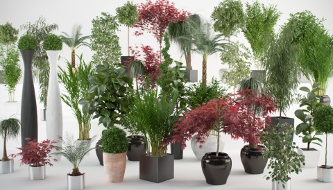 INTERIOR PLANTS is a collection of 40 realistic 3D models of plants in pots for Rhino 5 or higher and v-ray.

